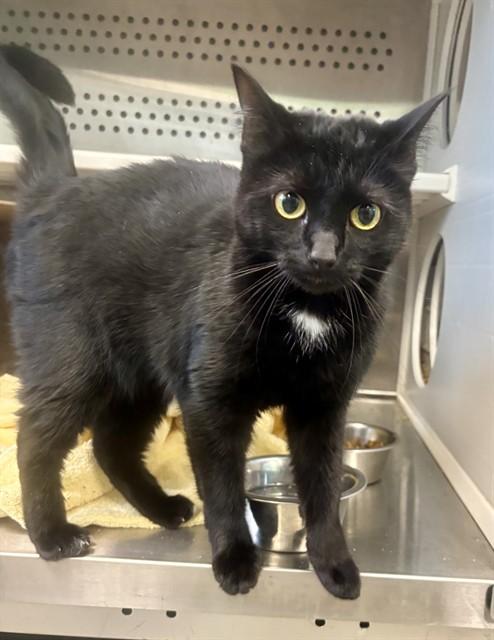 ESTELLE, Adoptable, Young Female Domestic Short Hair.