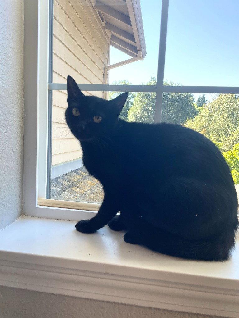 Lucy 26-34, Adoptable, Young Female Domestic Short Hair.