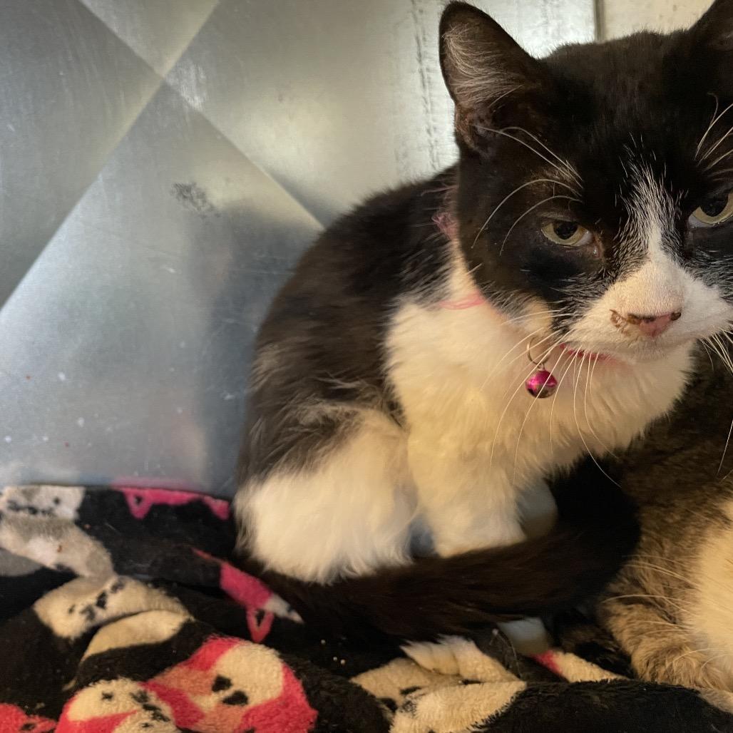 Oreo, ADOPTABLE, Adult Female Domestic Short Hair.