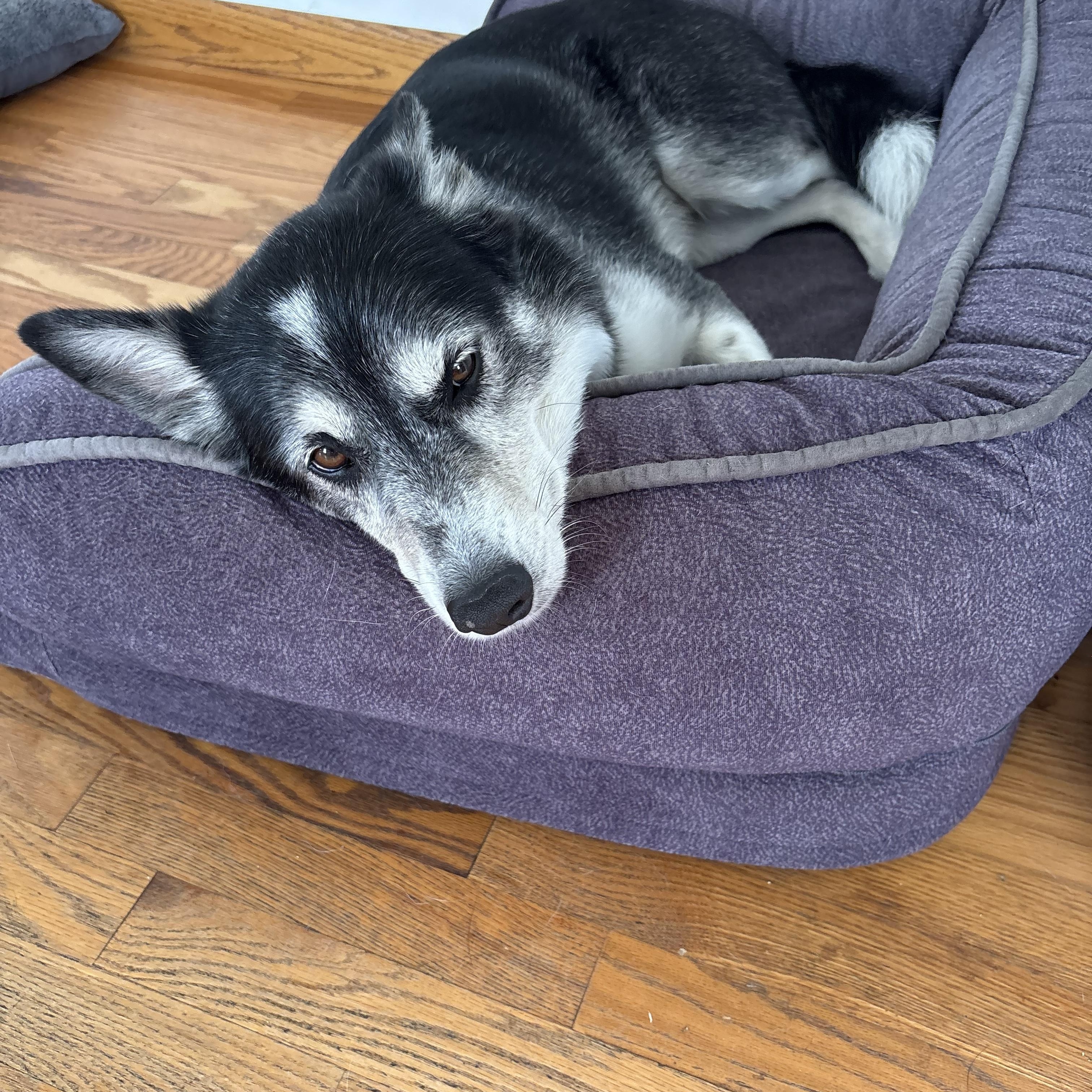 Ruger, ADOPTABLE, Adult Male Siberian Husky & Pomeranian.