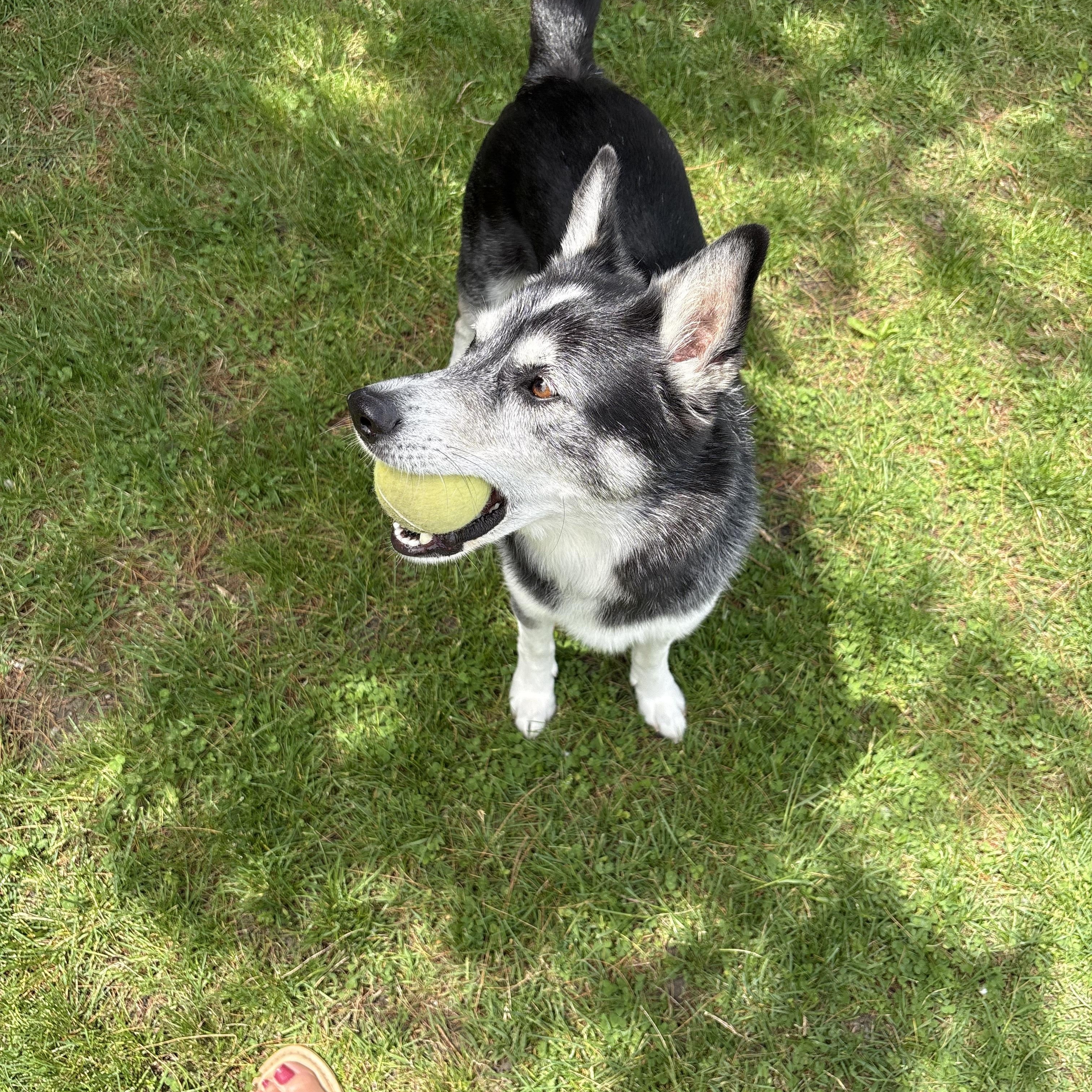 Ruger, a ADOPTABLE mixed breed in Maumee, OH image 3/4