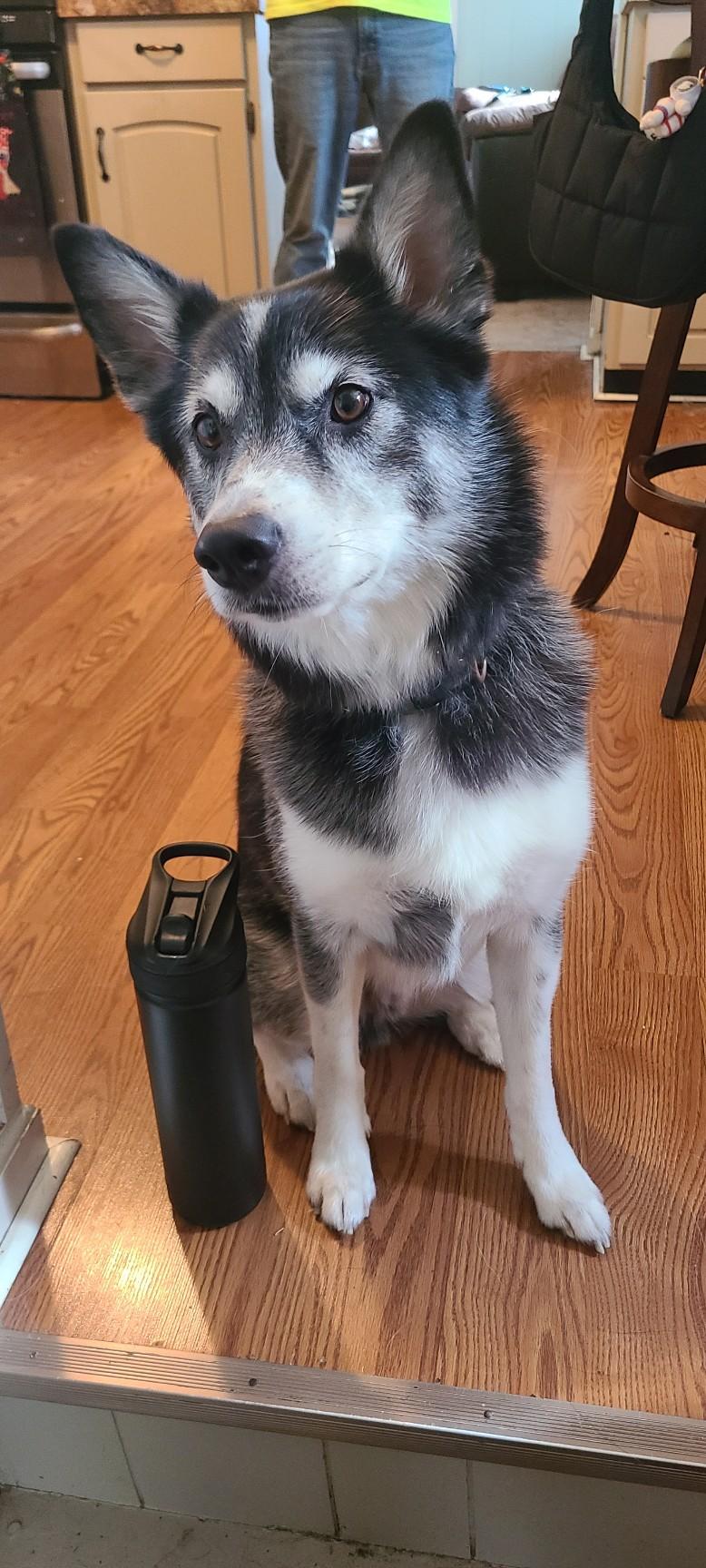 Ruger, a ADOPTABLE mixed breed in Maumee, OH image 4/4