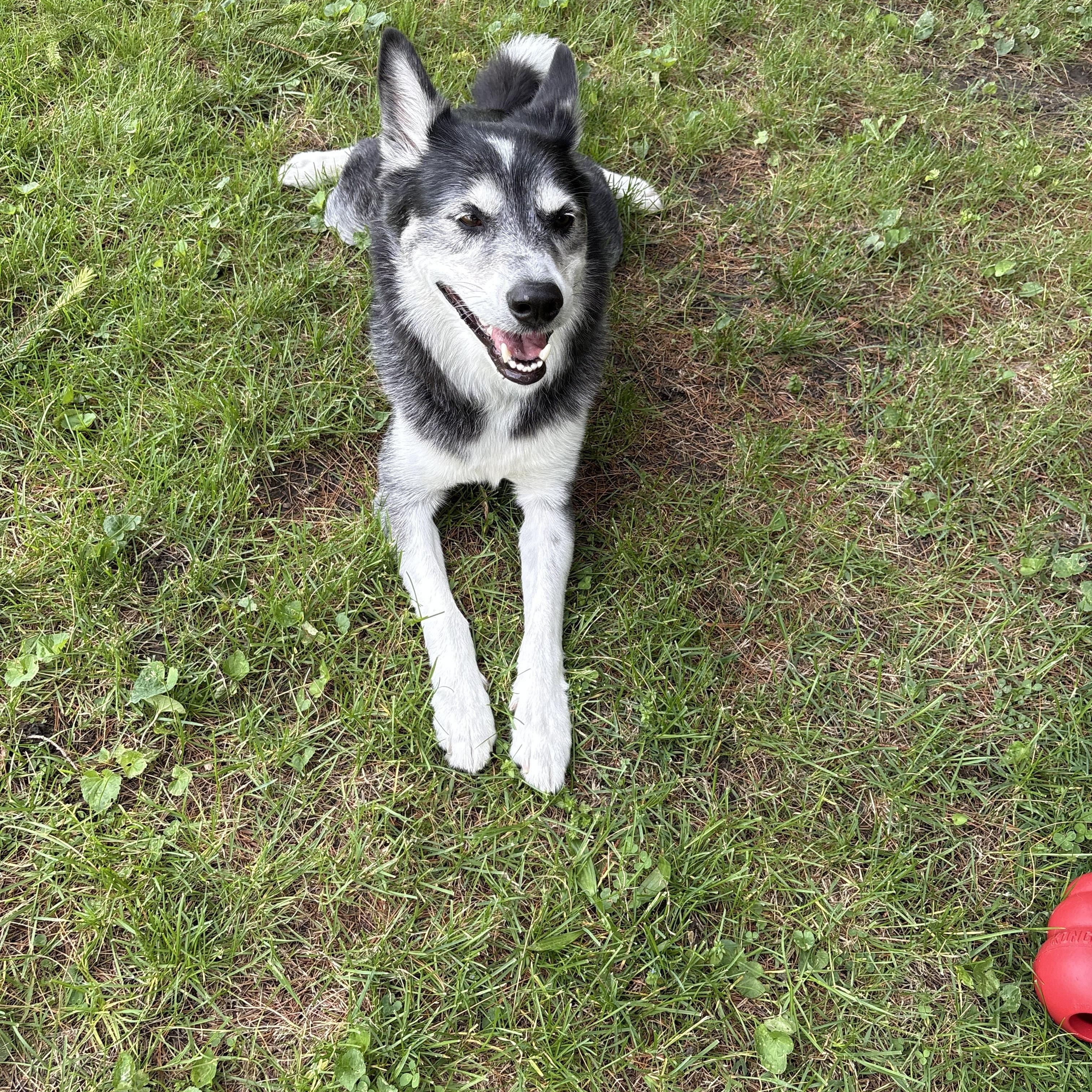 Ruger, a ADOPTABLE mixed breed in Maumee, OH image 2/4