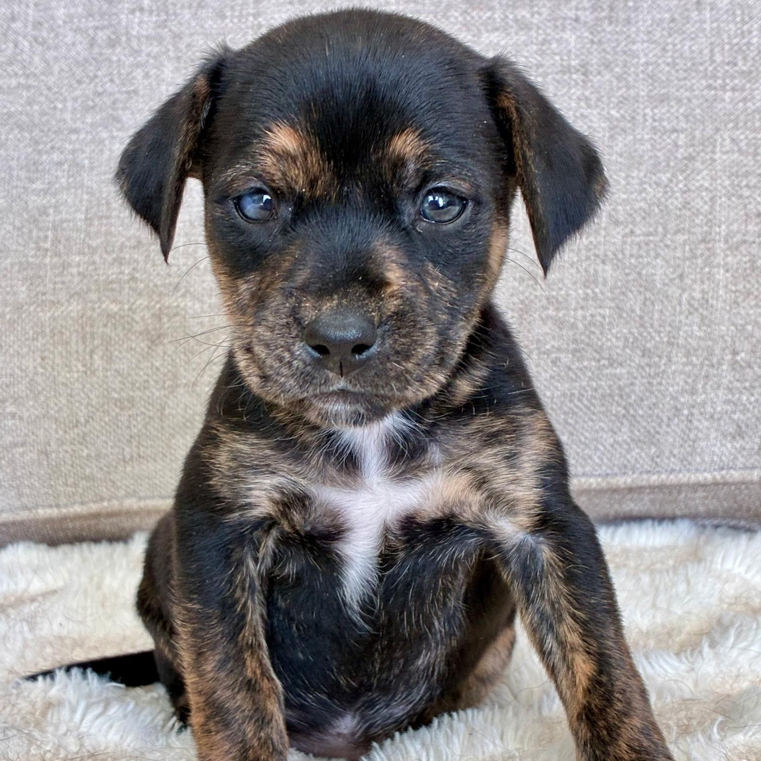 Enlarge Cher , a ADOPTABLE mixed breed in Waxhaw, NC image 1/1