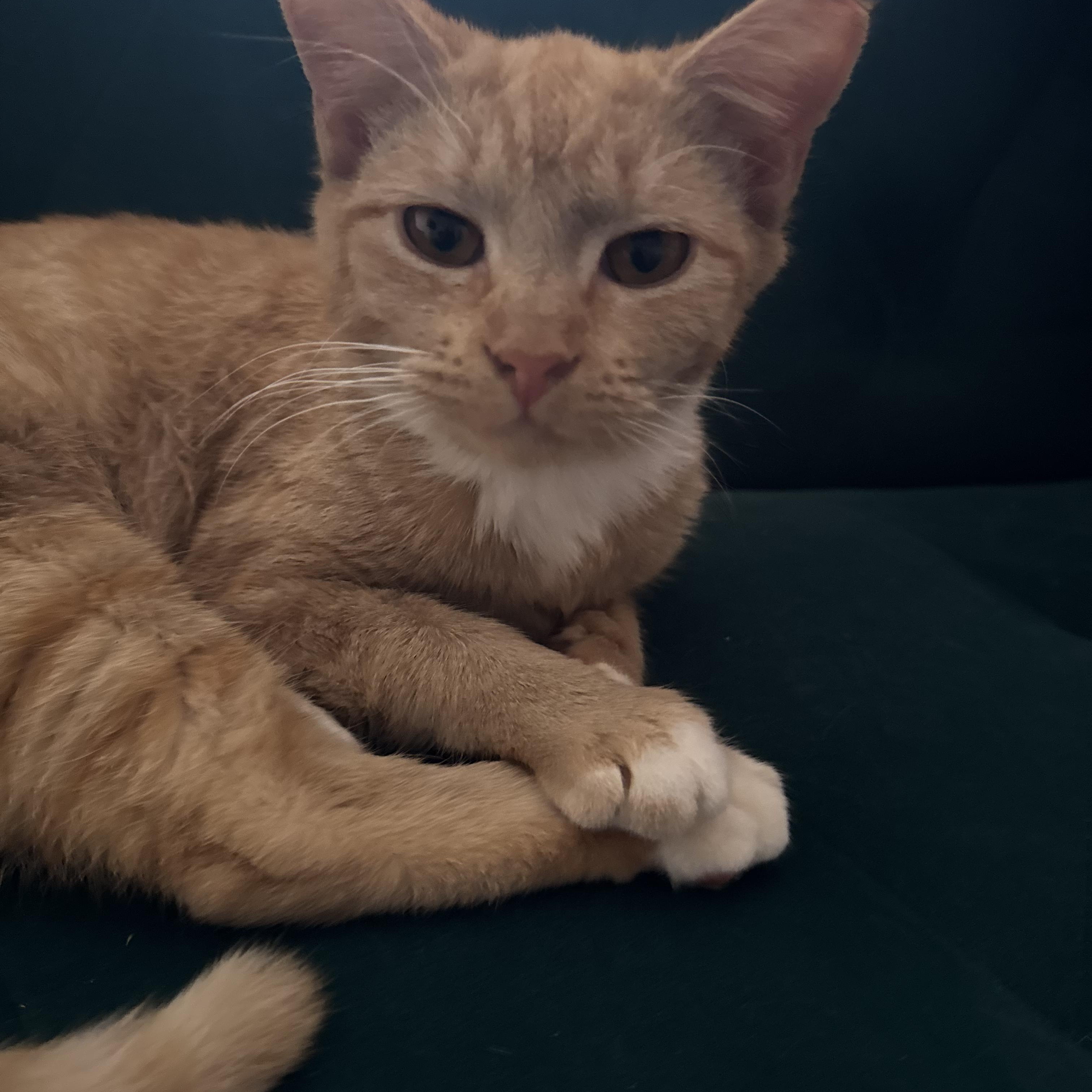 Enlarge Chicken Nugget, an adoptable Tabby in Boston, MA image 4/5