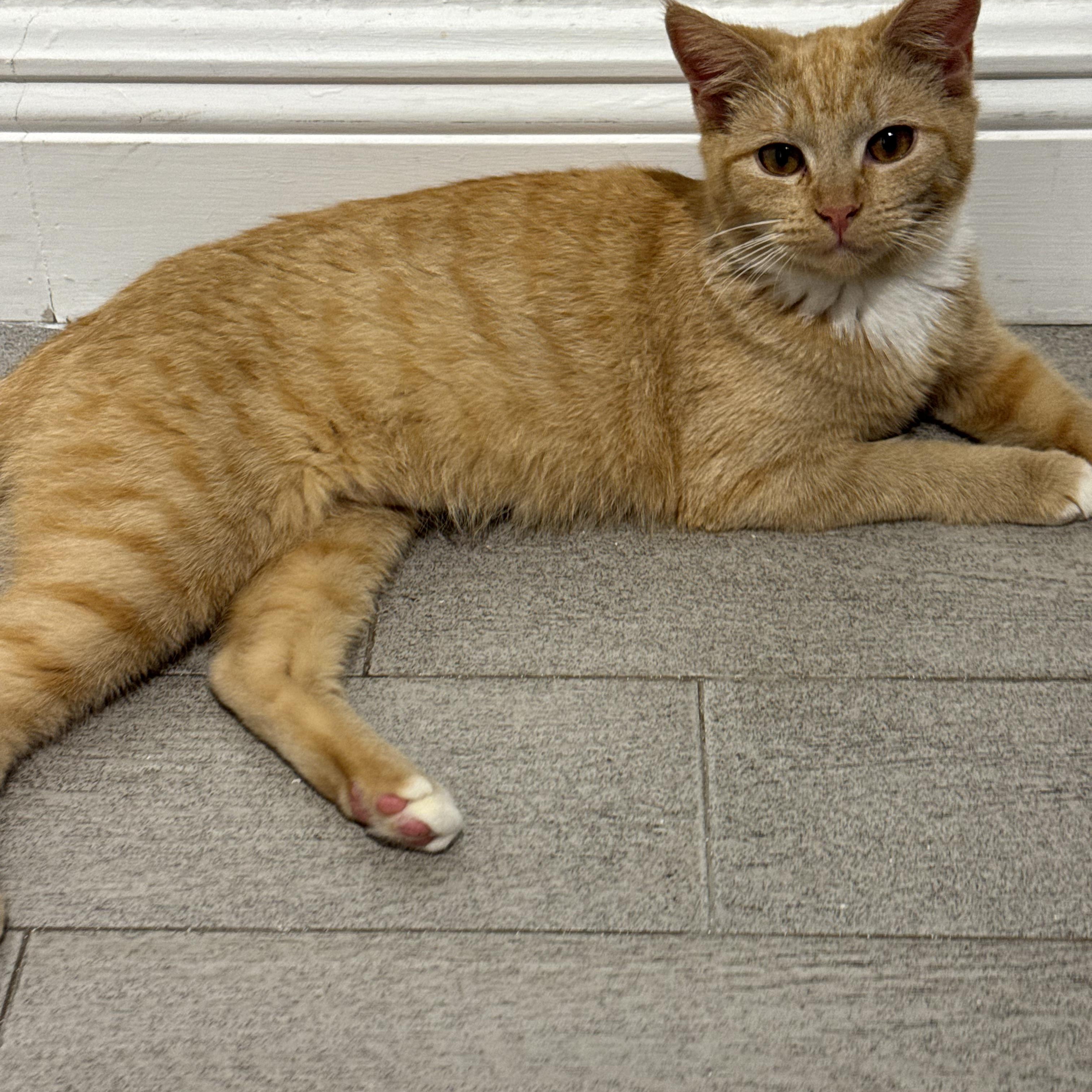 Enlarge Chicken Nugget, an adoptable Tabby in Boston, MA image 2/5