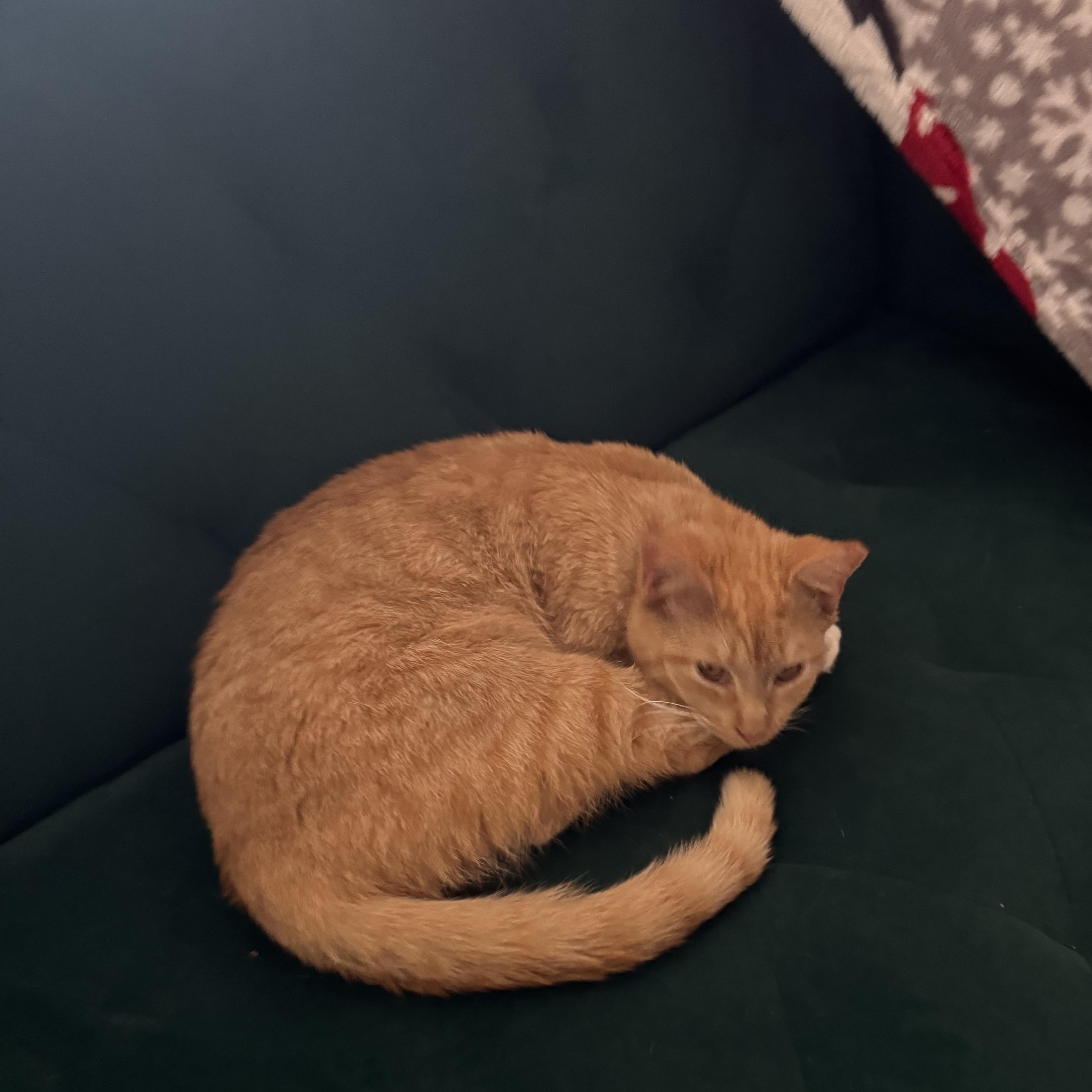 Chicken Nugget , a ADOPTABLE Tabby in Boston, MA image 3/4