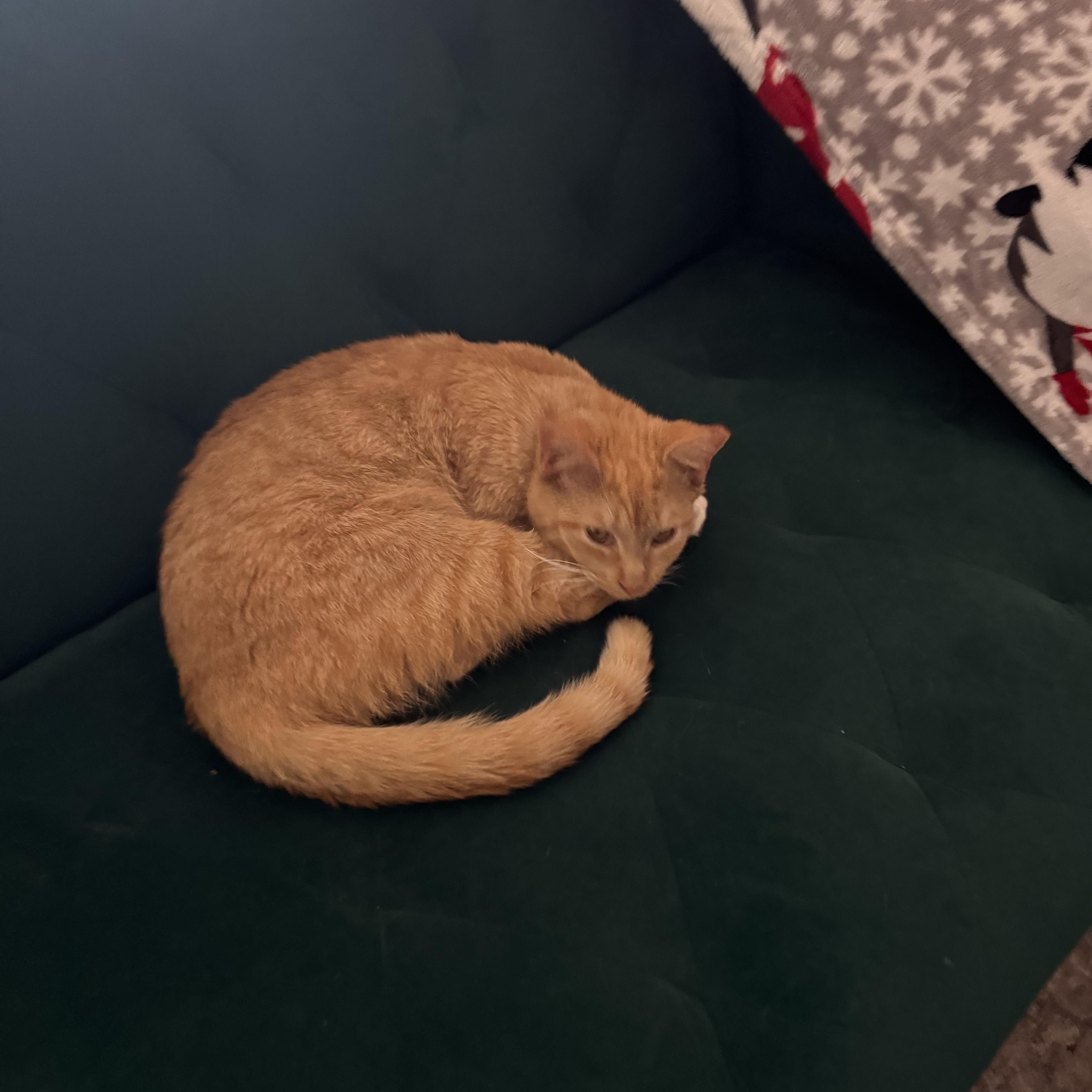 Enlarge Chicken Nugget, an adoptable Tabby in Boston, MA image 3/5