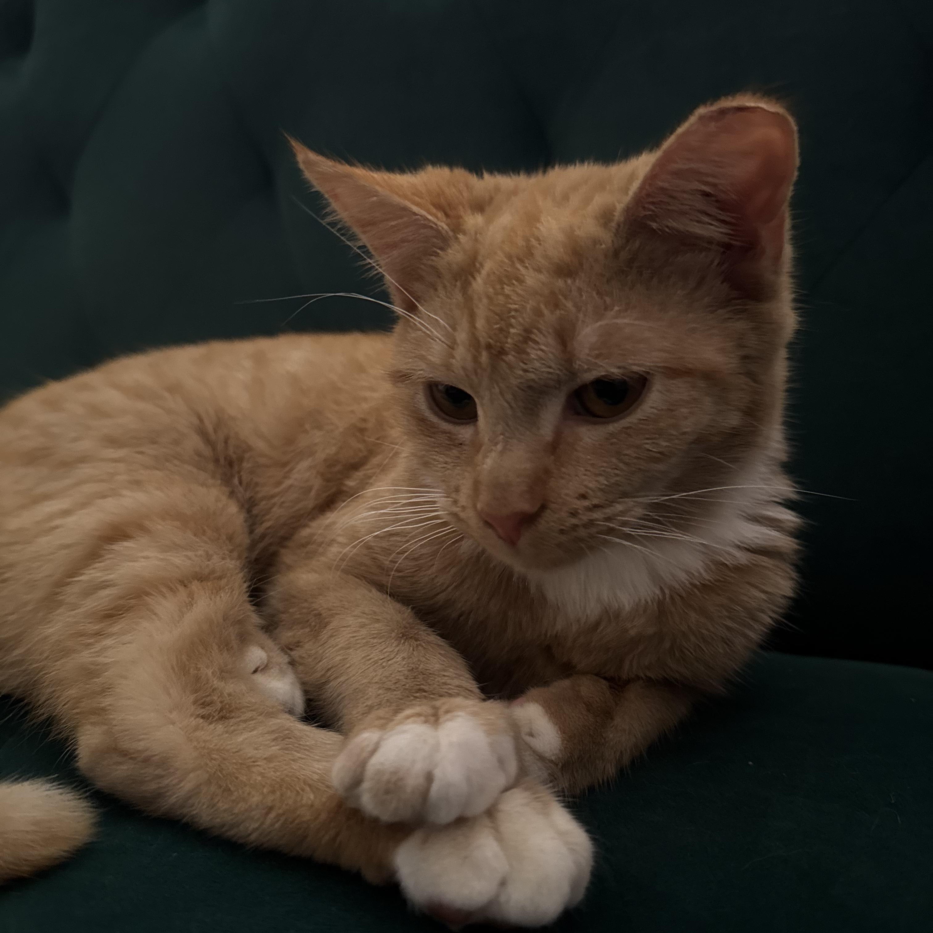 Enlarge Chicken Nugget, an adoptable Tabby in Boston, MA image 5/5