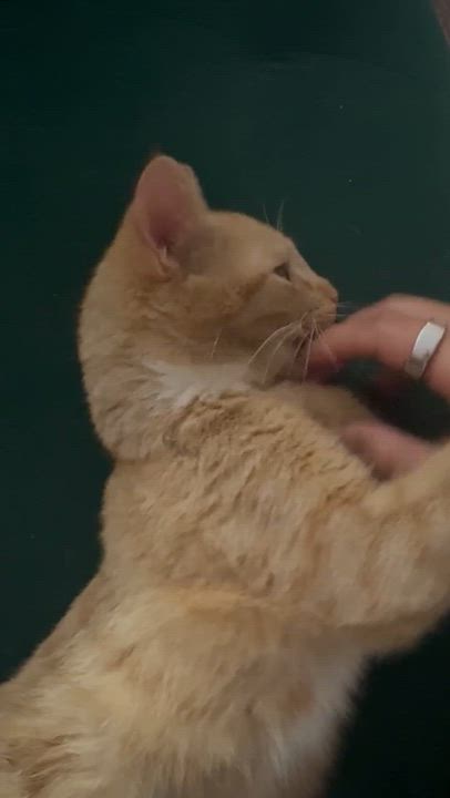 Enlarge Chicken Nugget , a ADOPTABLE Tabby in Boston, MA video 4/4