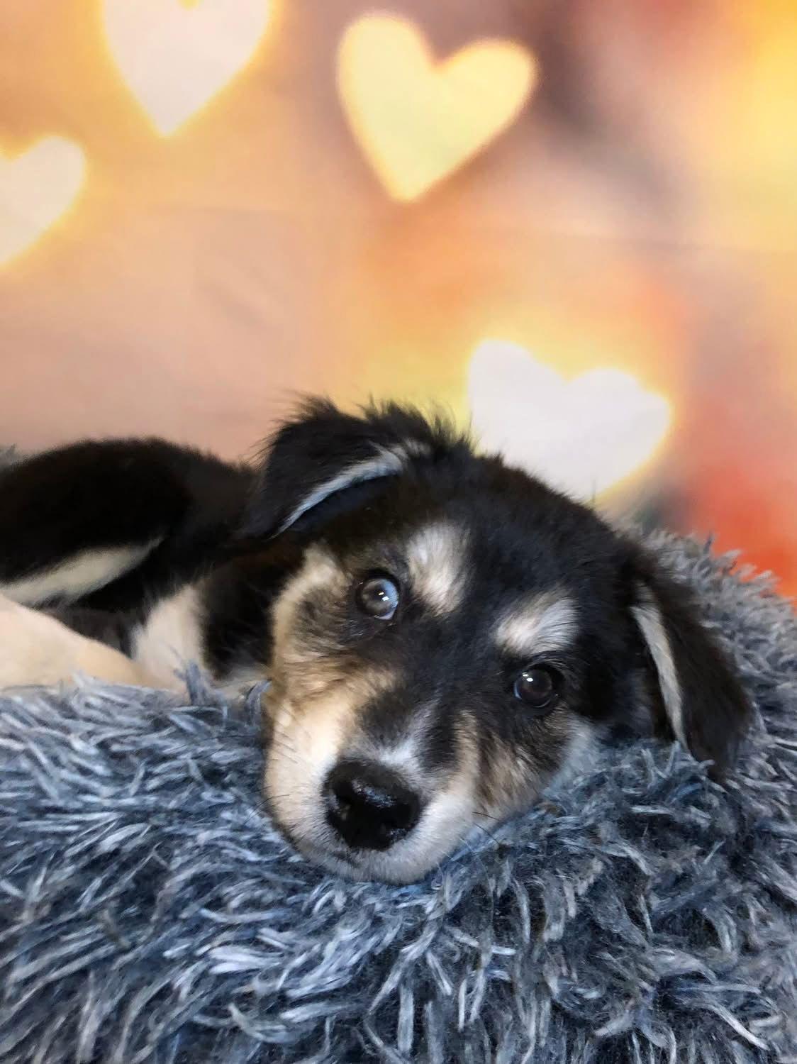 Skye, Adopted, Puppy Female Australian Shepherd & Husky.