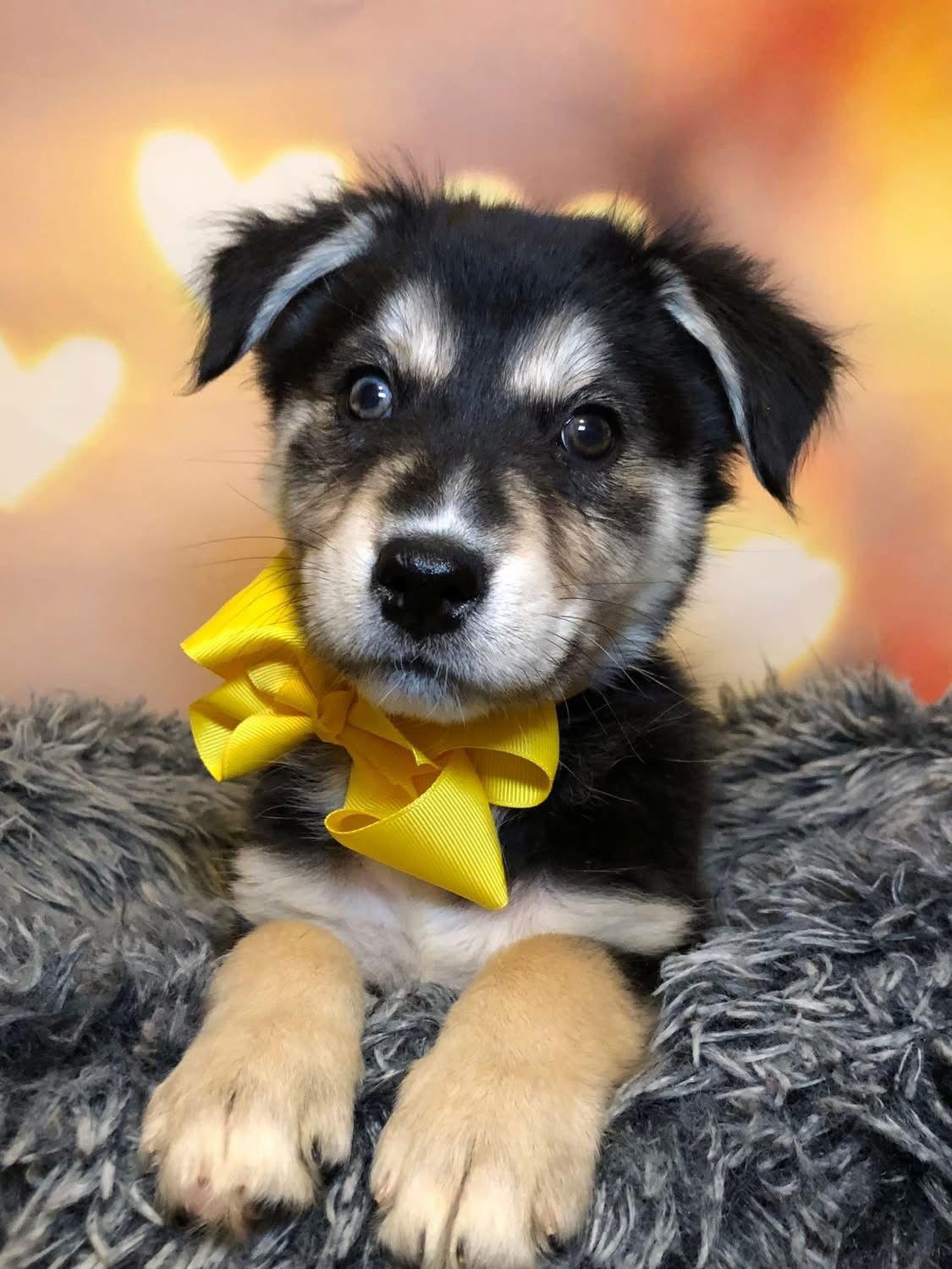 Skye, a Adopted mixed breed in Barnhart, MO image 2/3