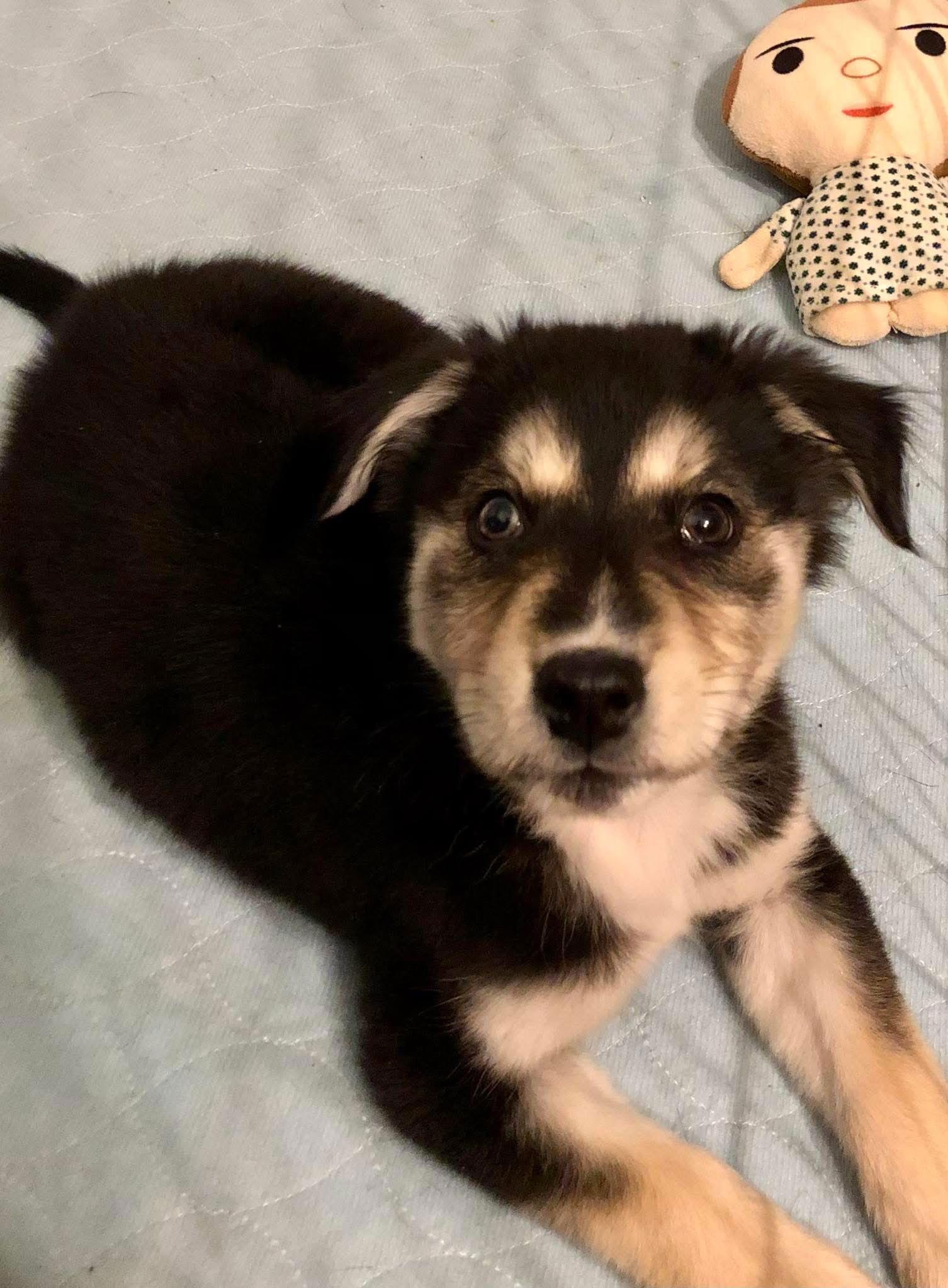 Skye, a Adopted mixed breed in Barnhart, MO image 3/3