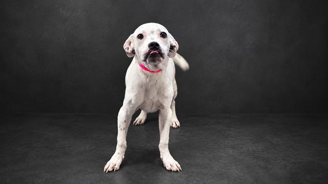 JACKSON, Adoptable, Young Male American Bulldog & Mixed Breed.