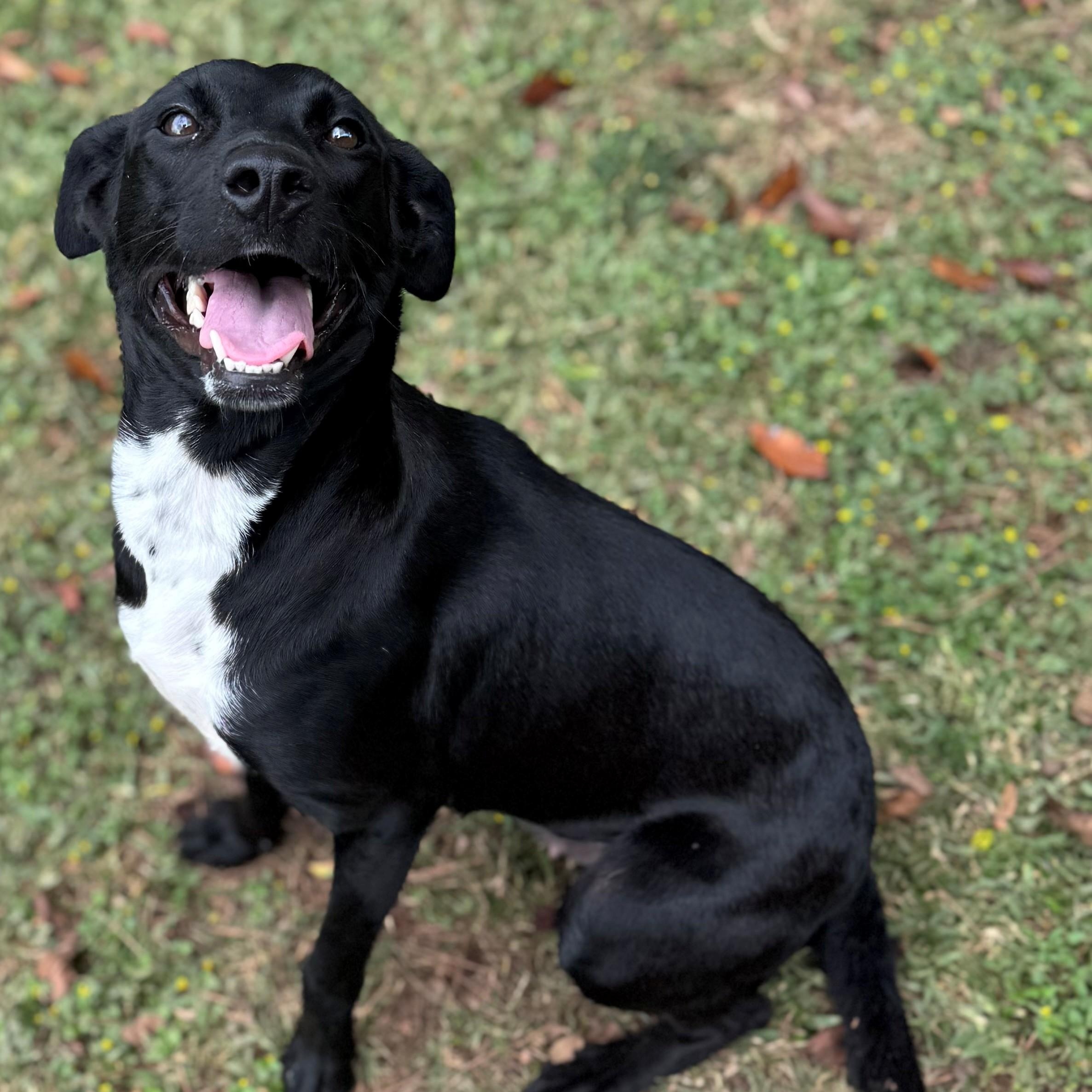Enlarge Zara, a ADOPTABLE mixed breed in Summerdale, AL image 1/1