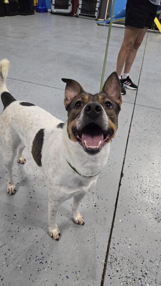Lilly, Adoptable, Adult Female Cattle Dog.