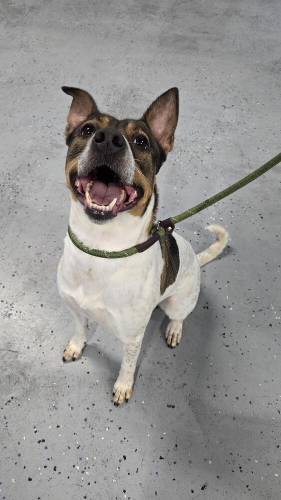 Lilly, a Adoptable mixed breed in Orlando, FL image 2/5