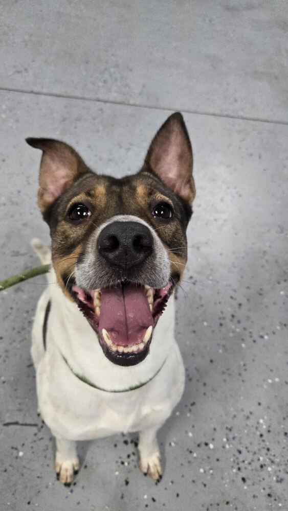 Lilly, a Adoptable mixed breed in Orlando, FL image 3/5