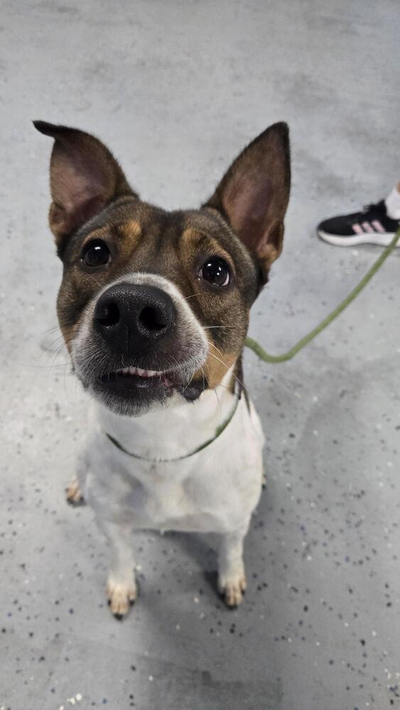 Lilly, a Adoptable mixed breed in Orlando, FL image 4/5