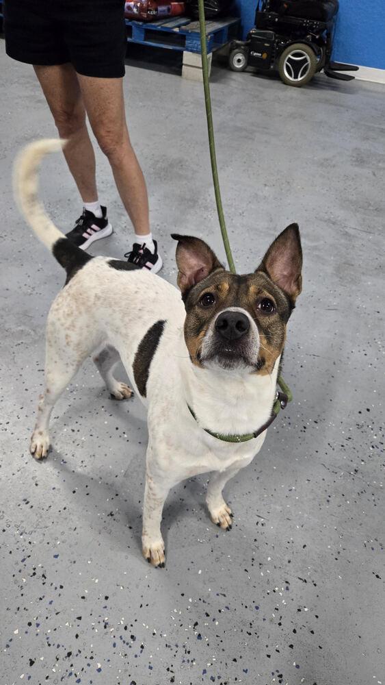 Lilly, a Adoptable mixed breed in Orlando, FL image 5/5