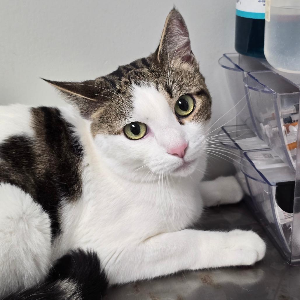 Enlarge Latte, a Adoptable Domestic Short Hair in Concord, NC image 1/2