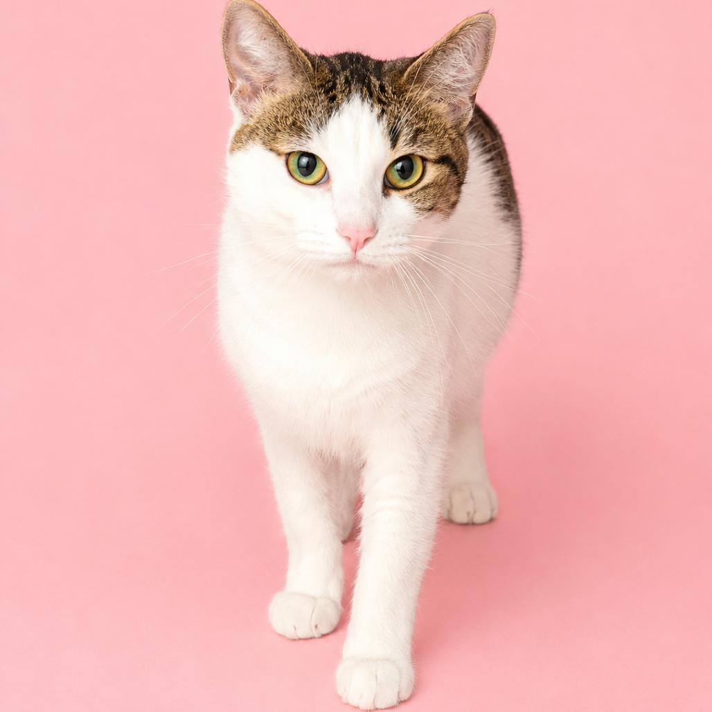 Enlarge Latte, a Adoptable Domestic Short Hair in Concord, NC image 2/2