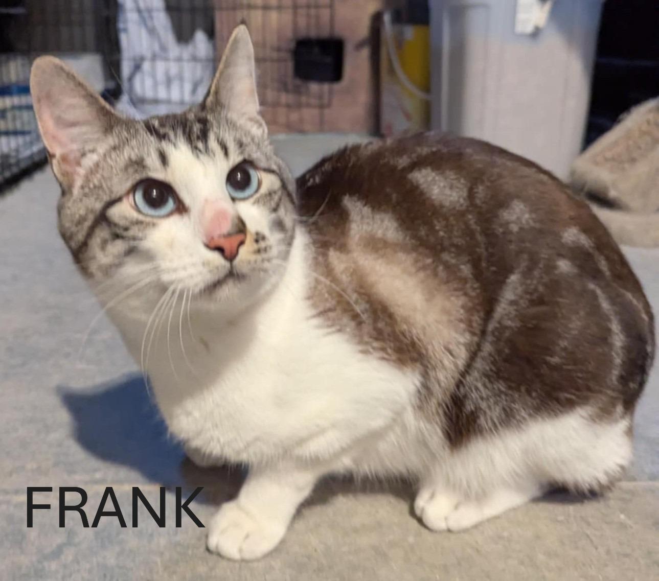 Frank, Adopted, Adult Male Domestic Short Hair & Siamese.