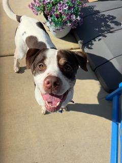 Enlarge Fronz, a ADOPTABLE mixed breed in Manhasset, NY image 6/6