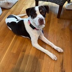 Fronz, ADOPTABLE, Young Male Hound.