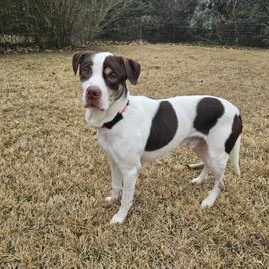 Enlarge Fronz, a ADOPTABLE mixed breed in Manhasset, NY image 4/6