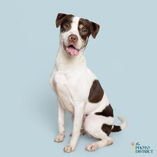 Enlarge Fronz, a ADOPTABLE mixed breed in Manhasset, NY image 2/6