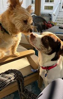 Enlarge Fronz, a ADOPTABLE mixed breed in Manhasset, NY image 3/6