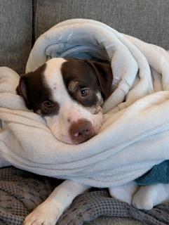 Enlarge Fronz, a ADOPTABLE mixed breed in Manhasset, NY image 5/6