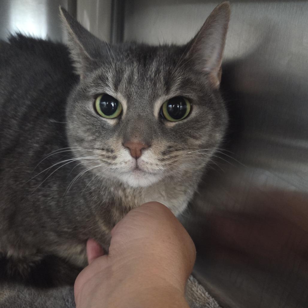 Enlarge Delilah, a Adoptable Domestic Short Hair in Asheville, NC image 1/1