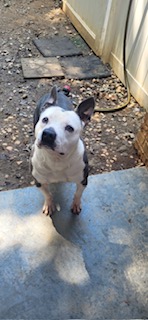 Alexi in Foster Home, Sweetie loves Kids Cats Dogs and all People Foster to Adopt Option Offered!, a Adoptable American Bully in Richmond, VA image 6/6