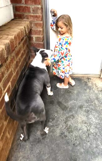Alexi in Foster Home, Sweetie loves Kids Cats Dogs and all People Foster to Adopt Option Offered!, a Adoptable American Bully in Richmond, VA image 3/6