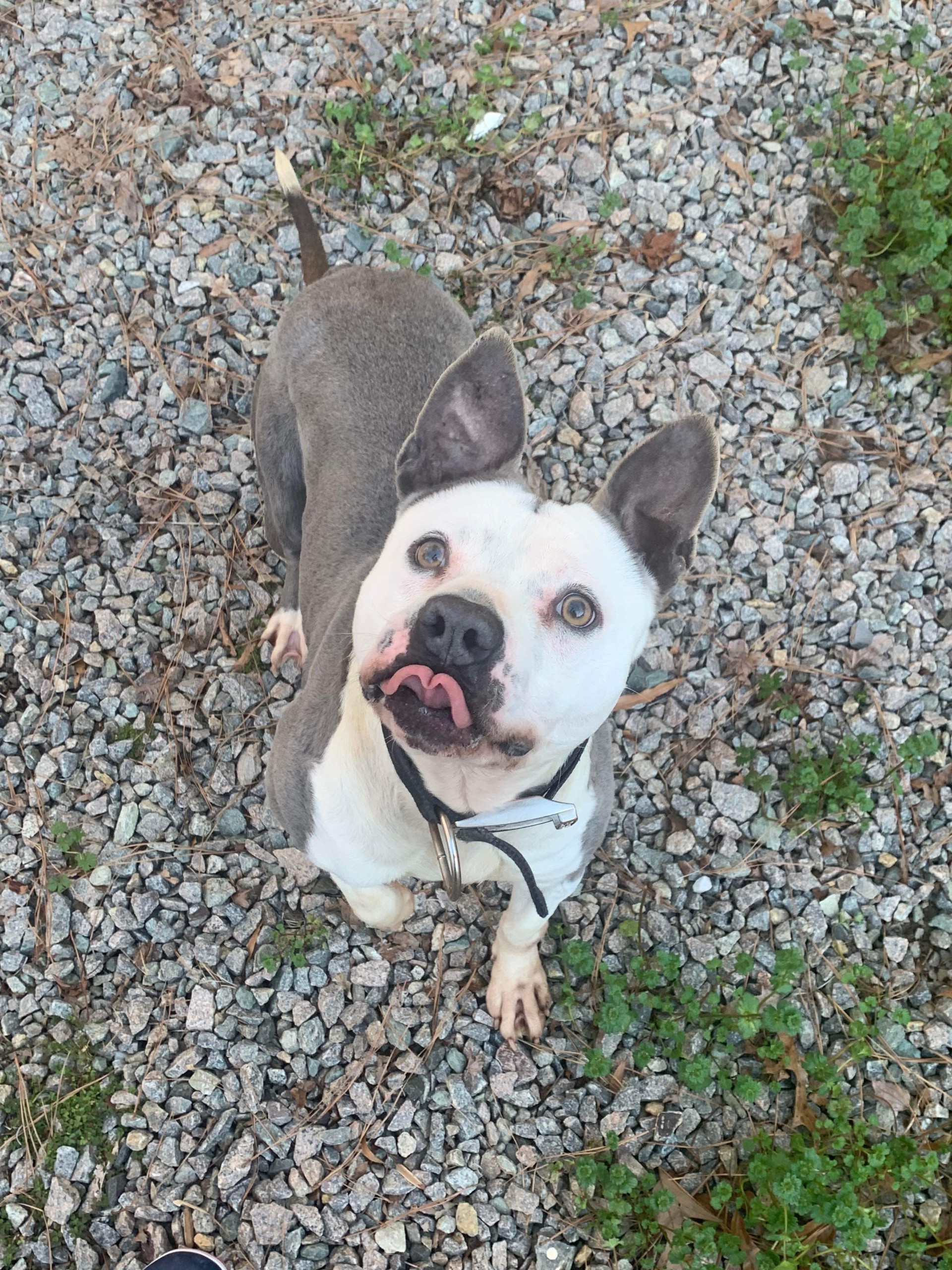 Alexi in Foster Home, Sweetie loves Kids Cats Dogs and all People Foster to Adopt Option Offered!, a Adoptable American Bully in Richmond, VA image 2/6