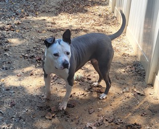 Alexi in Foster Home, Sweetie loves Kids Cats Dogs and all People Foster to Adopt Option Offered!, a Adoptable American Bully in Richmond, VA image 1/6