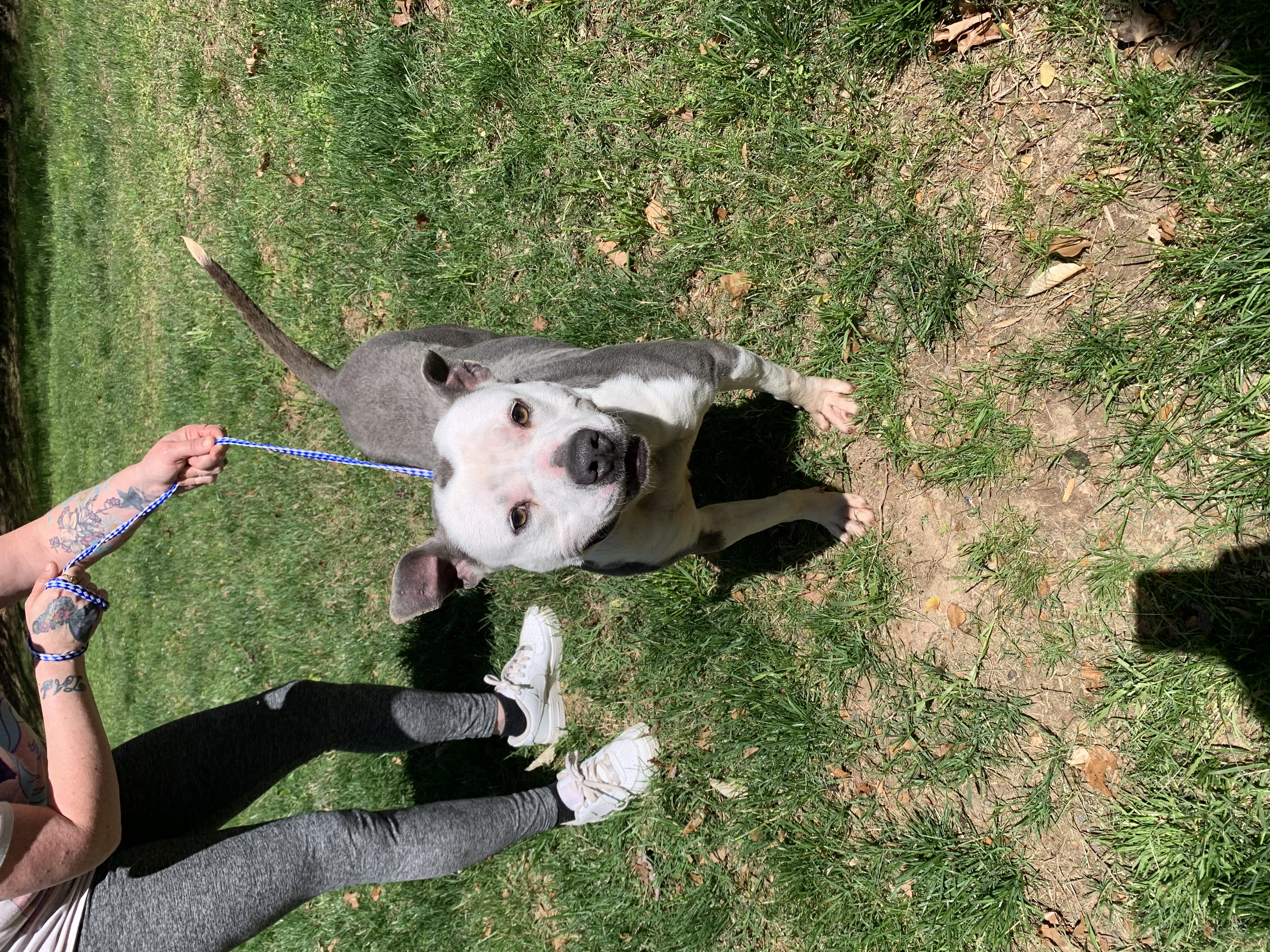 Alexi in Foster Home, Sweetie loves Kids Cats Dogs and all People Foster to Adopt Option Offered!, a Adoptable American Bully in Richmond, VA image 4/6