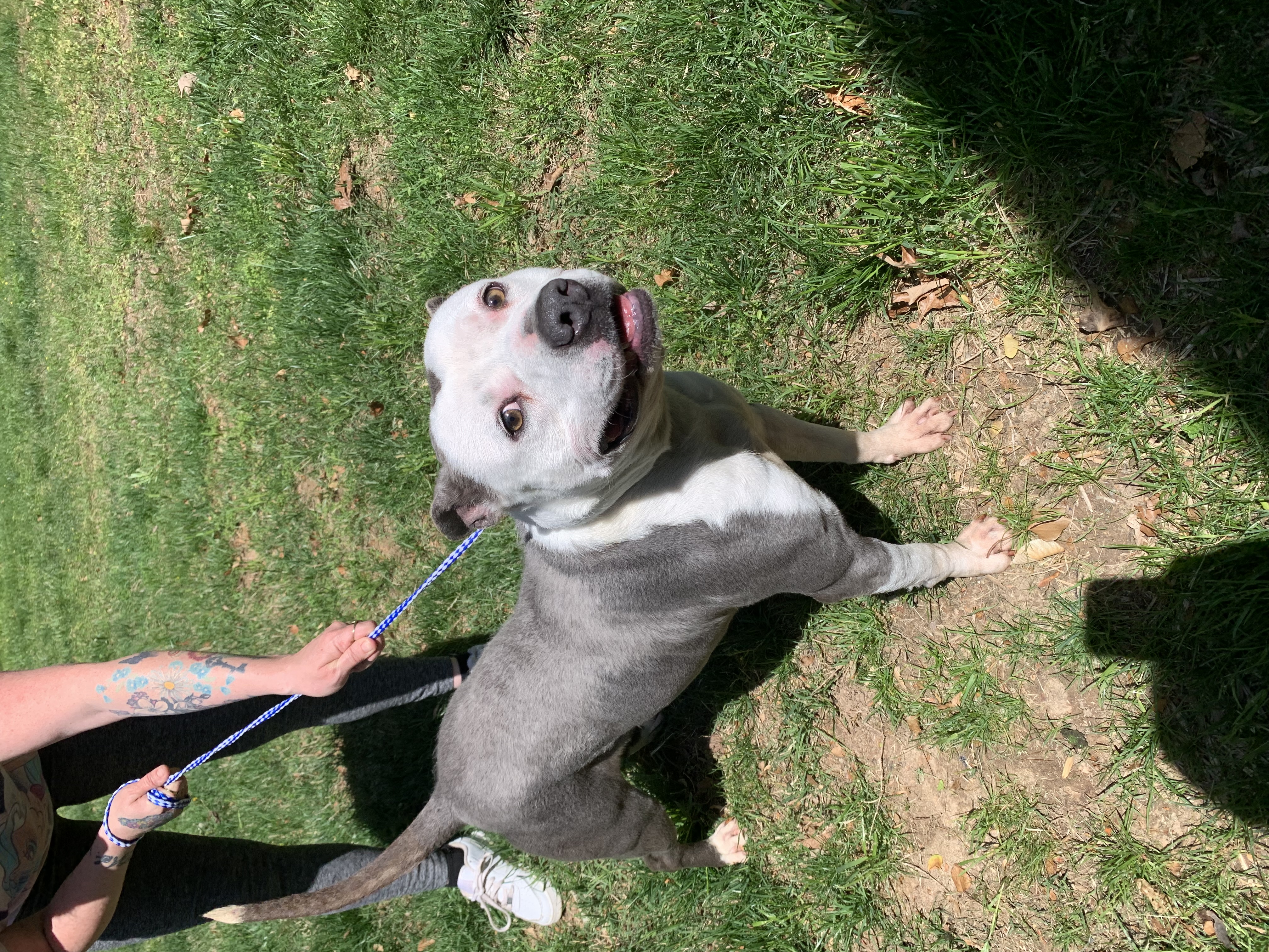 Alexi in Foster Home, Sweetie loves Kids Cats Dogs and all People Foster to Adopt Option Offered!, a Adoptable American Bully in Richmond, VA image 5/6