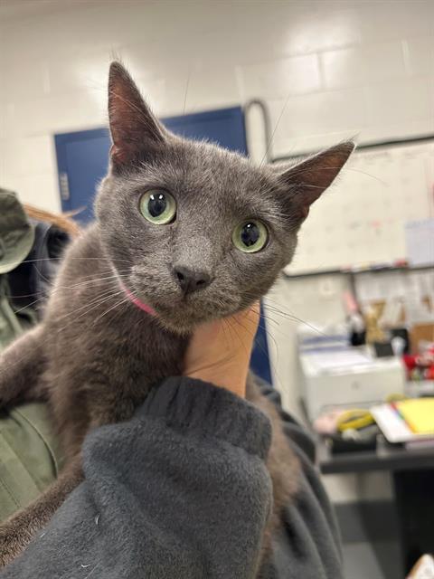 MILO, Adoptable, Young Female Domestic Short Hair.