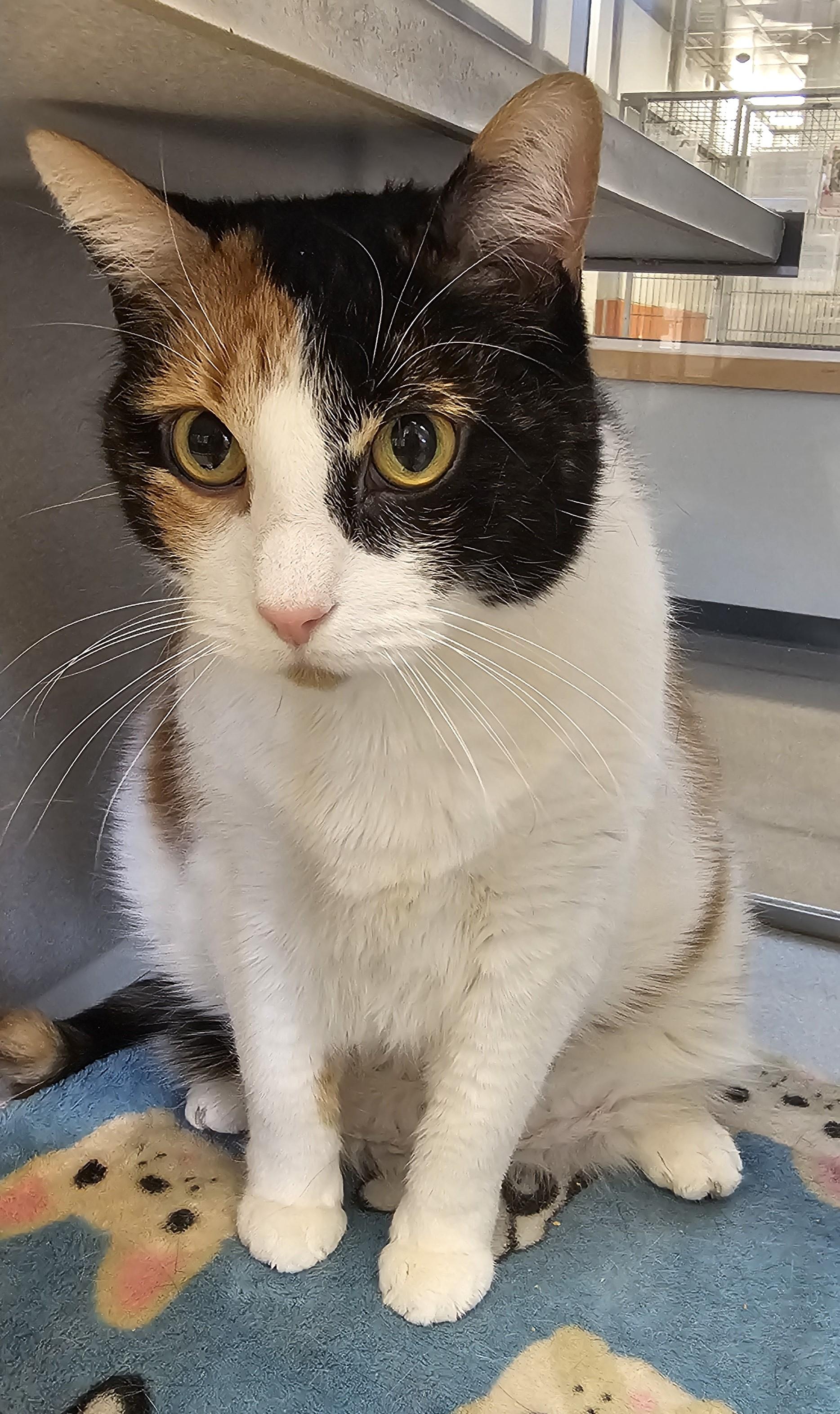 Tilly Located @ PetSmart Near Lindale Mall