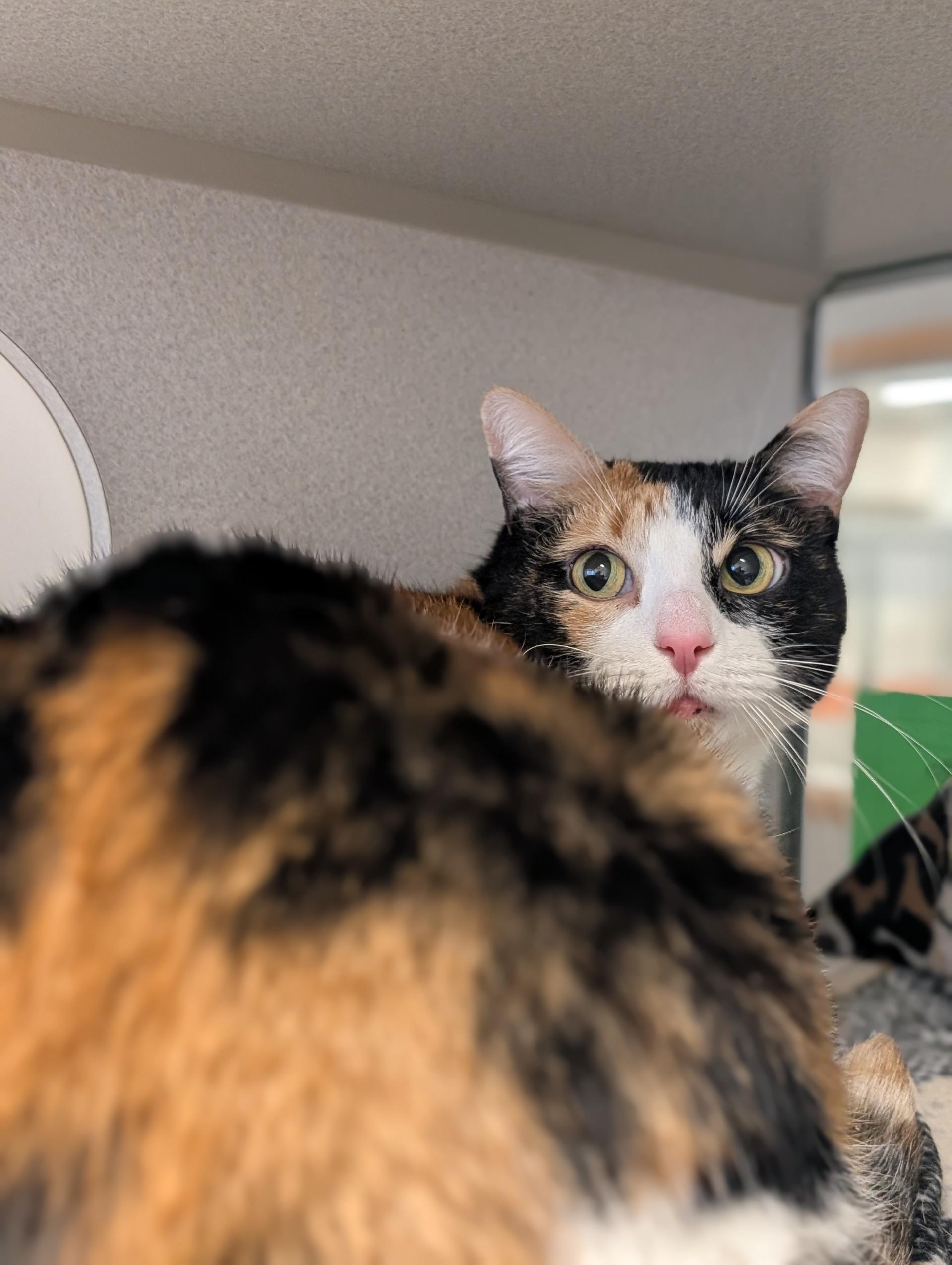 Tilly, a Adoptable mixed breed in Cedar Rapids, IA image 1/4