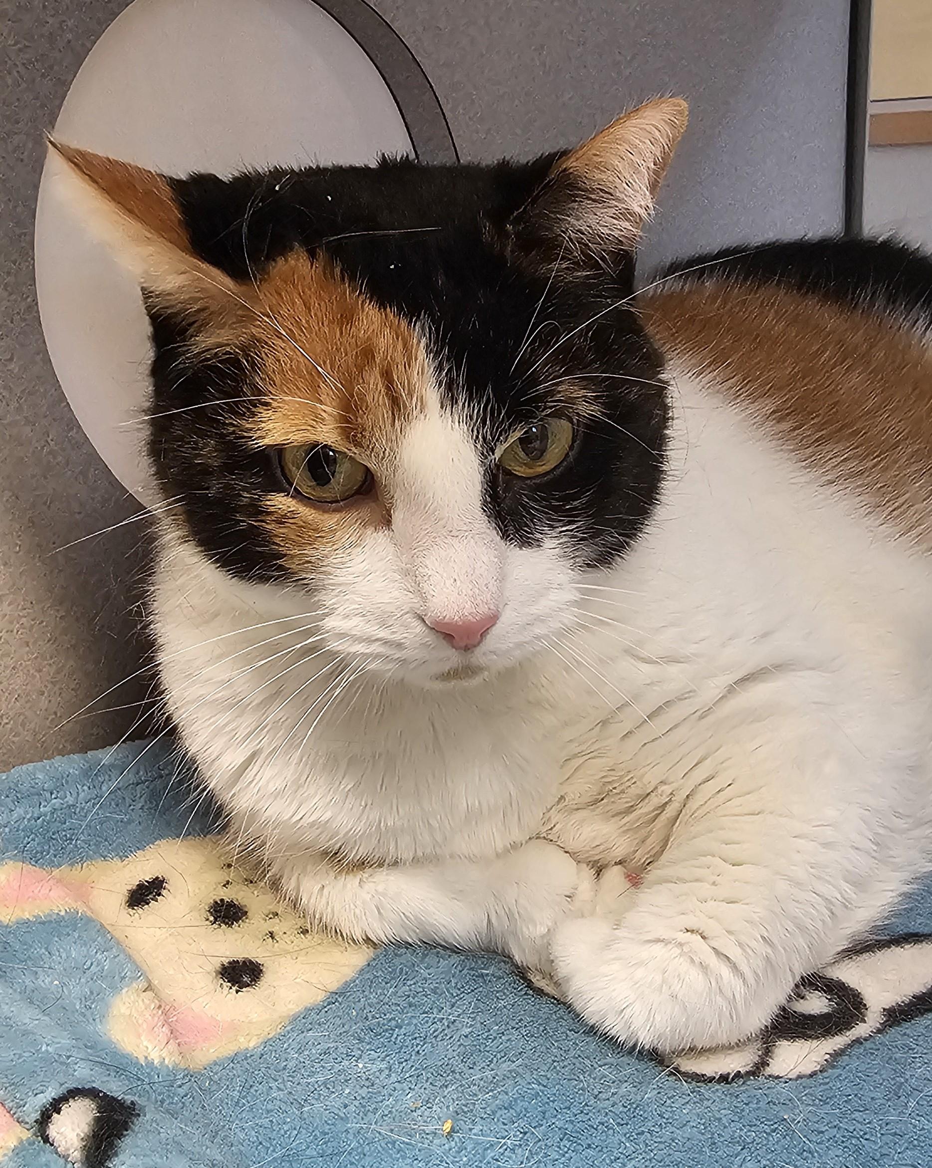 Tilly Located @ PetSmart Near Lindale Mall — thumbnail 3