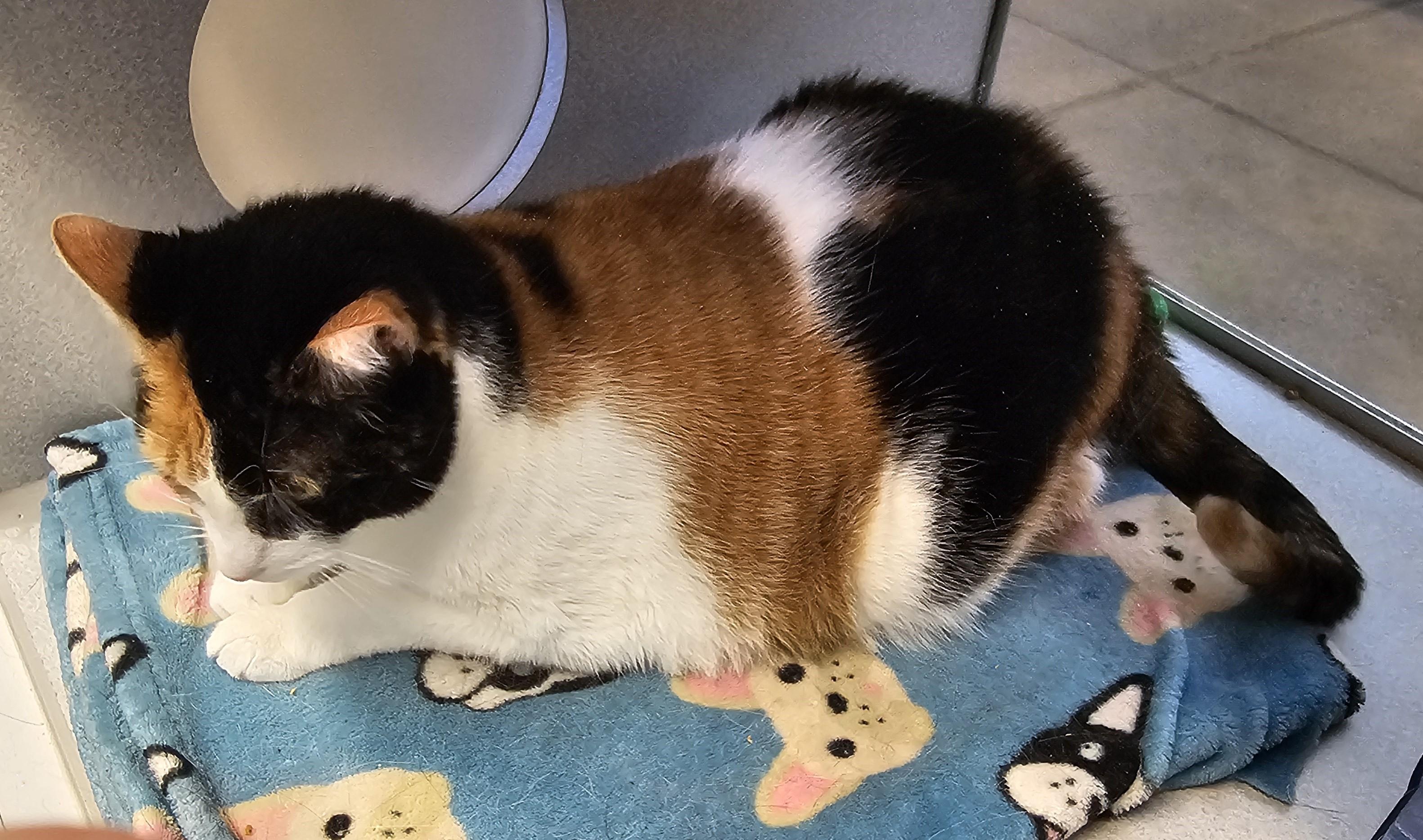 Tilly, a Adoptable mixed breed in Cedar Rapids, IA image 3/4