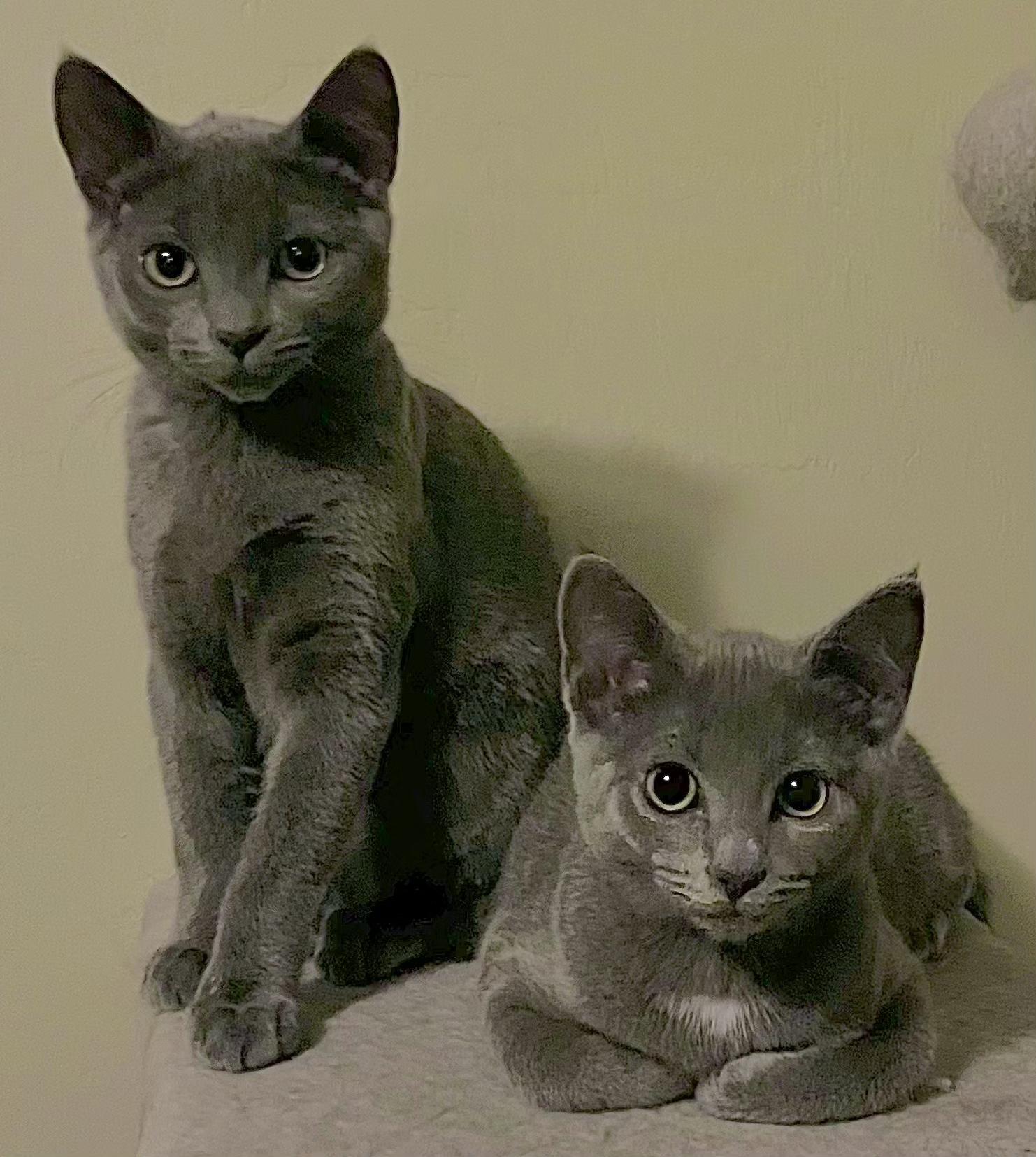 Enlarge Lainey, a Adoptable Domestic Short Hair in Springfield, OR image 5/5