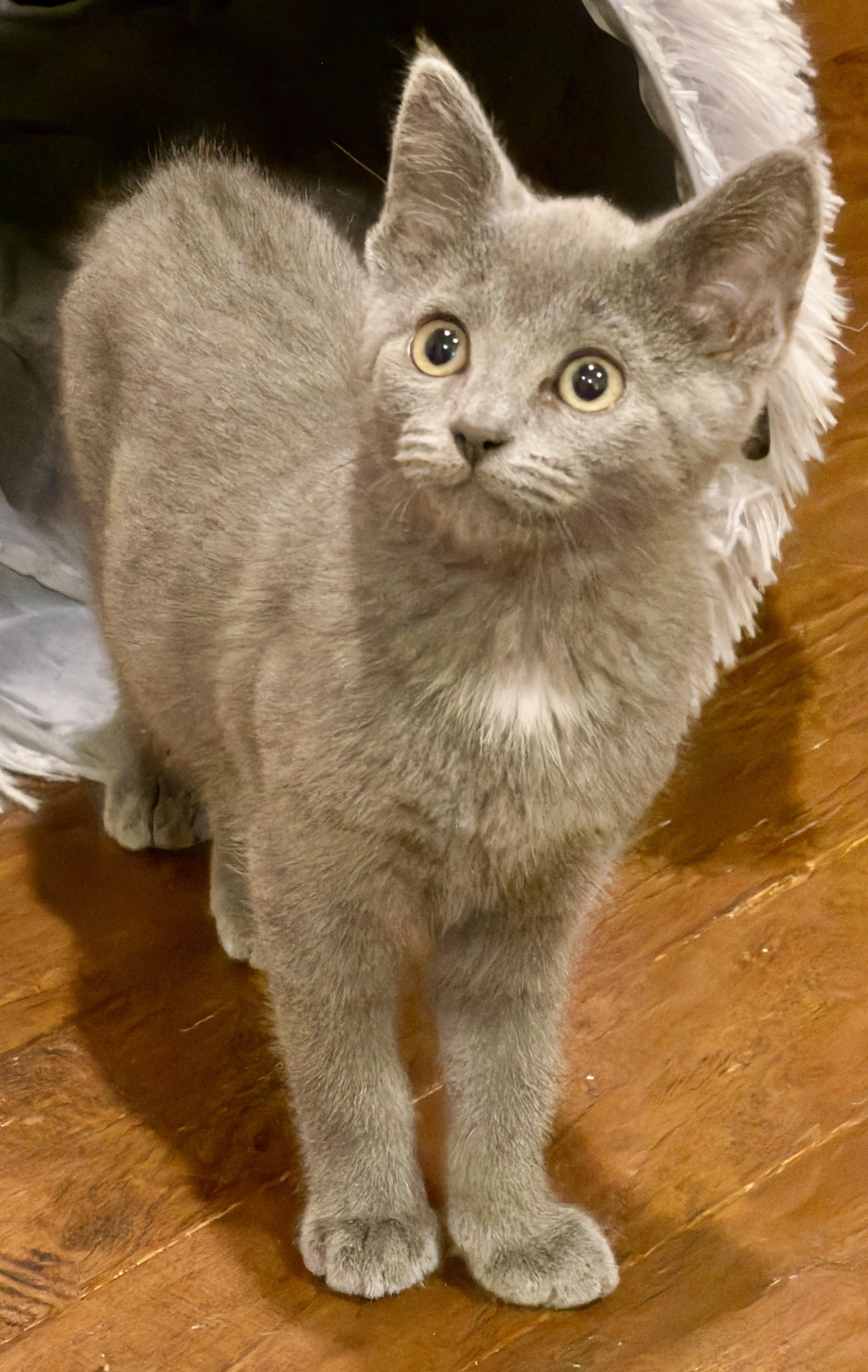 Enlarge Lainey, a Adoptable Domestic Short Hair in Springfield, OR image 2/5