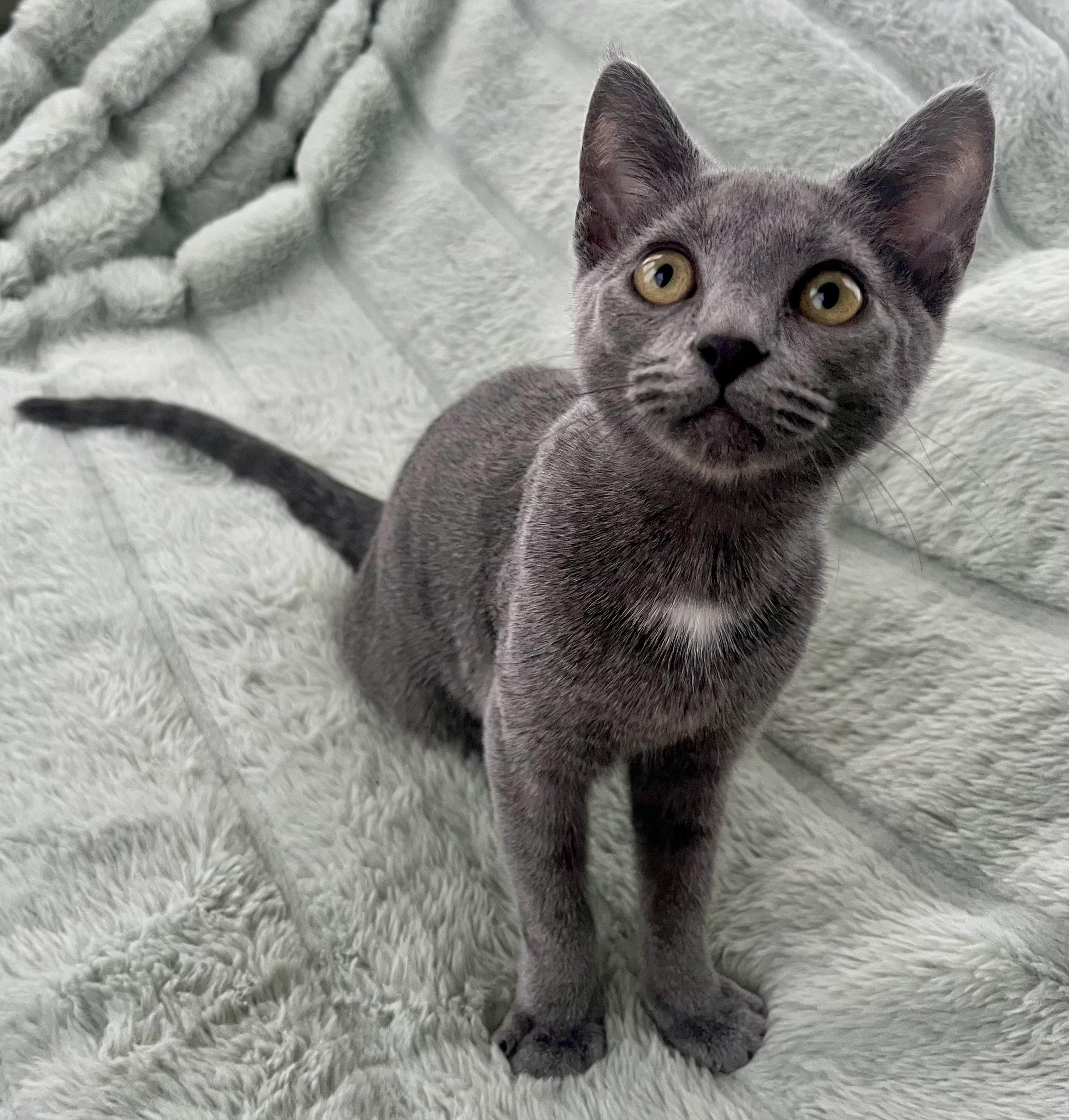 Lainey, Adoptable, Kitten Female Domestic Short Hair.