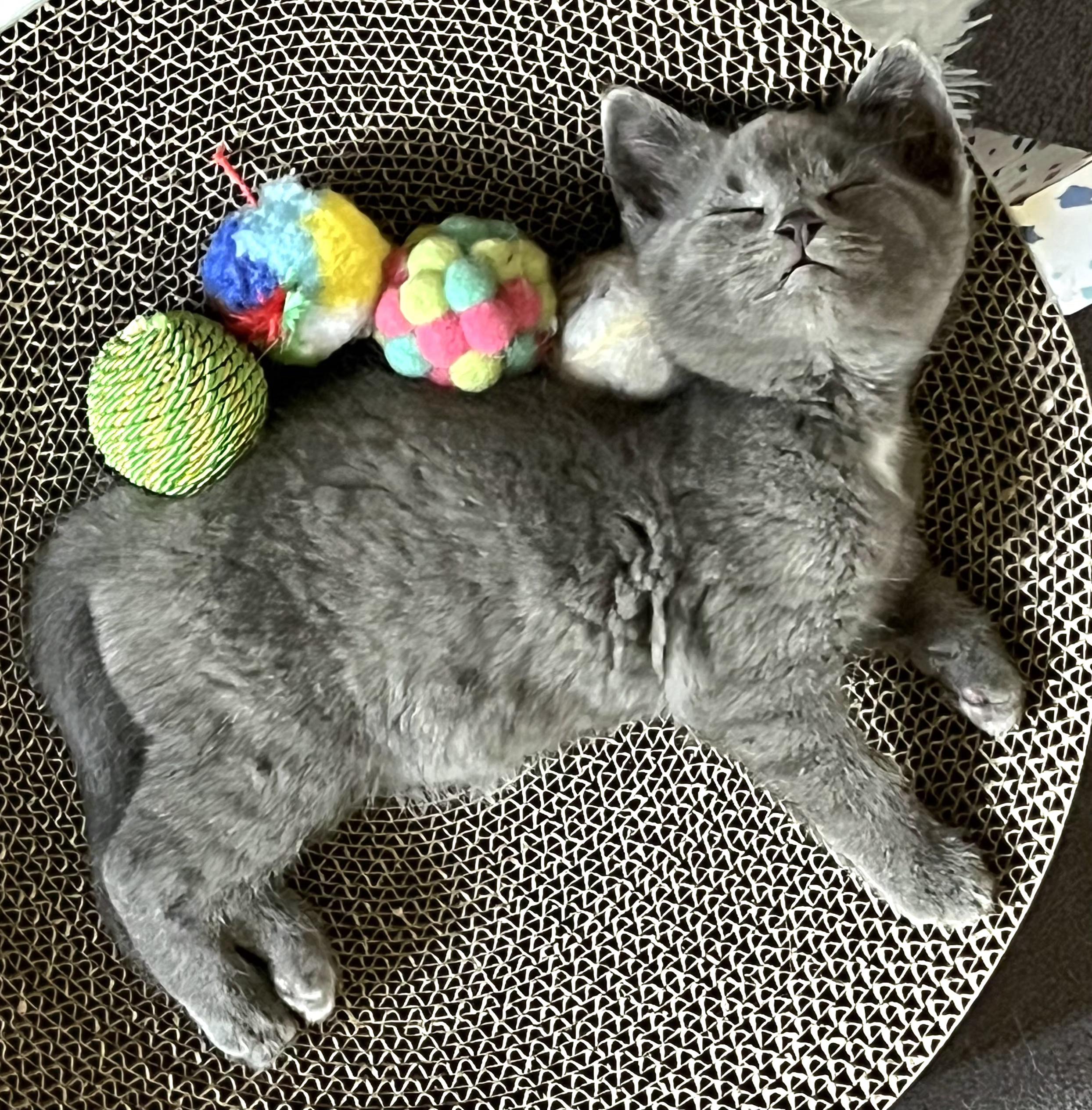 Enlarge Lainey, a Adoptable Domestic Short Hair in Springfield, OR image 3/5