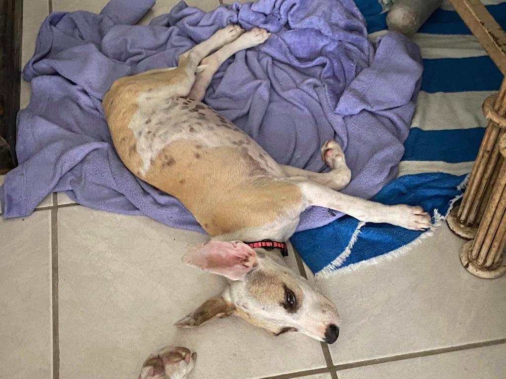 Enlarge Maggie, a Adoptable mixed breed in Corral del Risco, NAY image 4/6